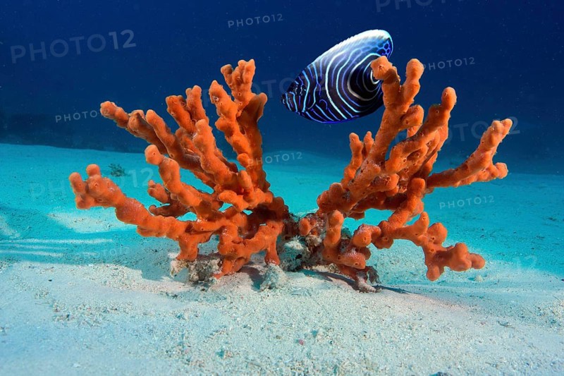 Emperor Angelfish (Pomacanthus imperator)