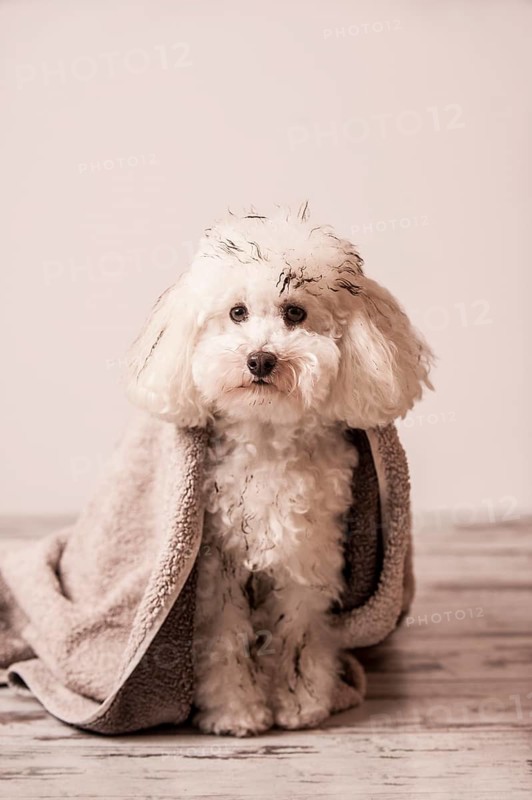 Dirty toy poodle wrapped in a towel