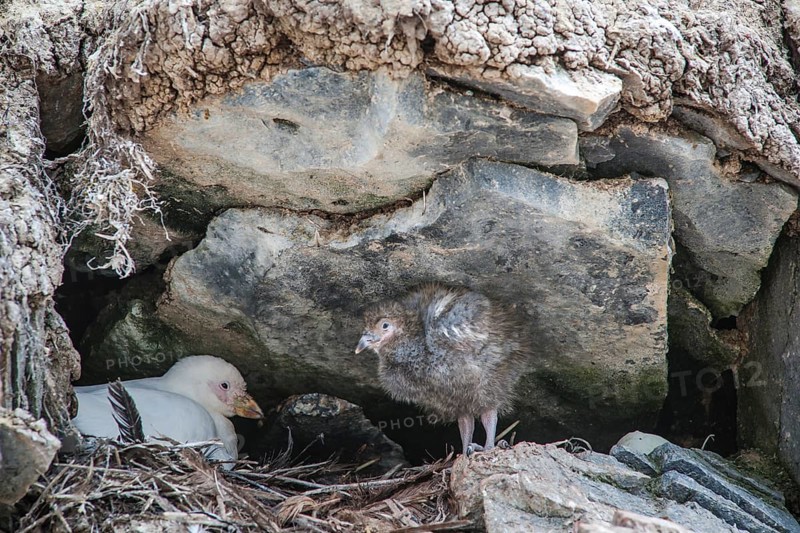 Snowy Sheathbill (Chionis alba)
