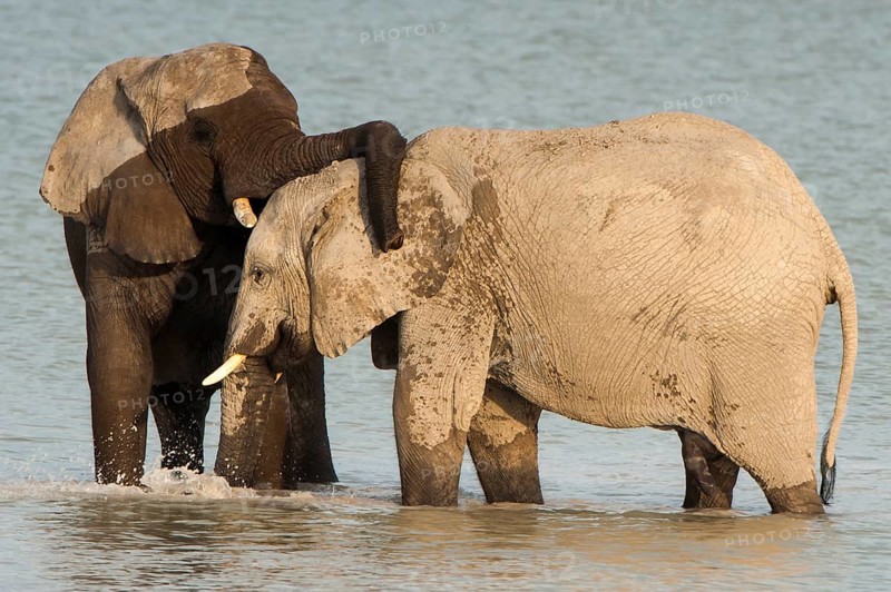 African elephants (Loxodonta africana) playfighting at the Namutoni water hole