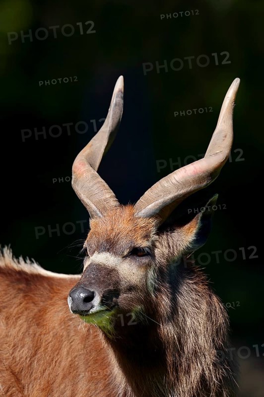 Sitatunga or Marshbuck (Tragelaphus spekii gratus)