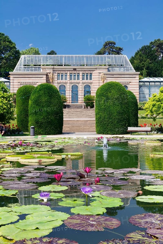 Lily pond