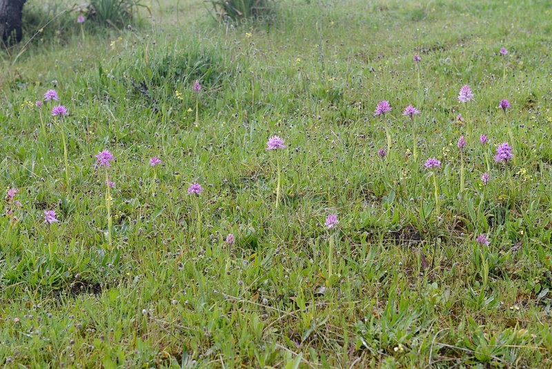 Naked Man Orchid or Italian Orchid (Orchis italica)