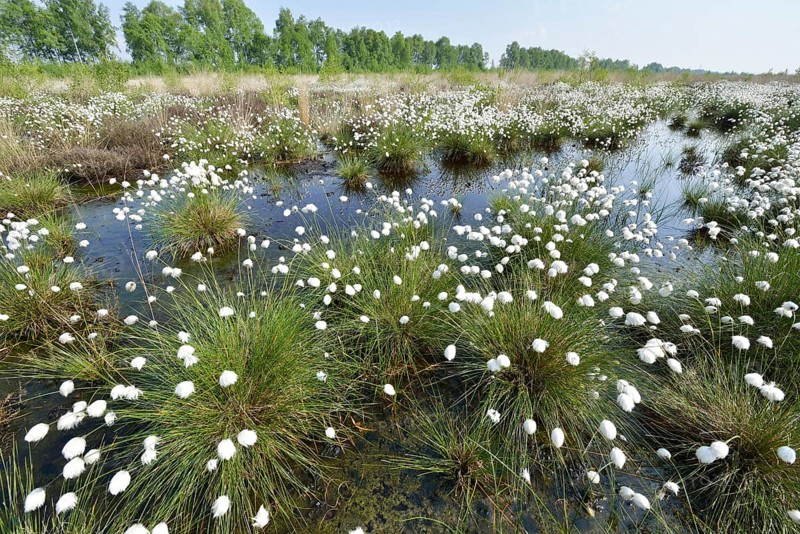Tussock Cottongrass (Eriophorum vaginatum)