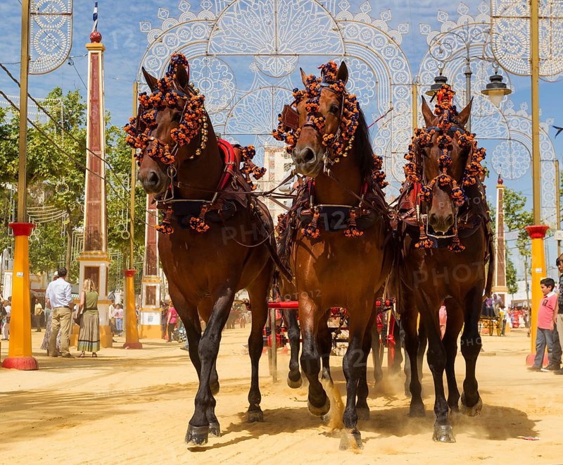 Decorated horses at the Feria del Caballo Horse Fair