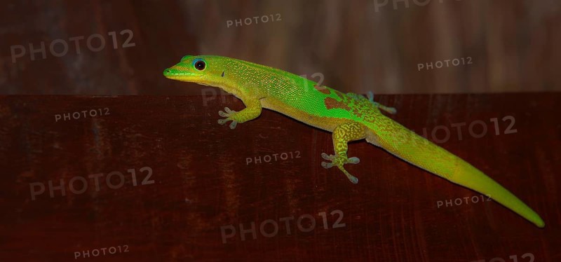 Gold Dust Day Gecko (Phelsuma laticauda)