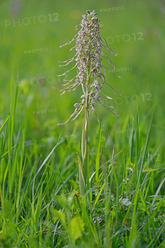 Lizard Orchid (Himantoglossum hircinum)