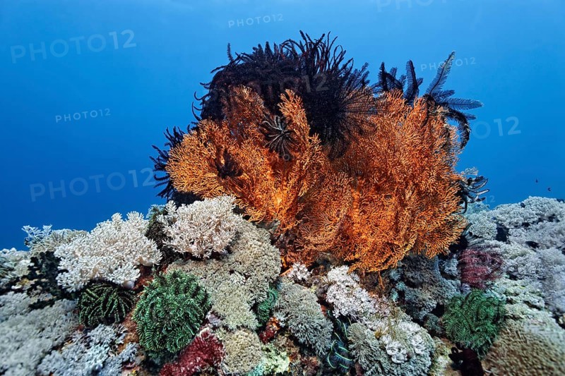 Coral reef covered with white Xenia Soft Coral (Xenia sp.)