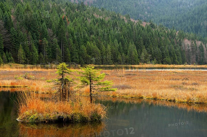 Autumn in the Naturschutzgebiet Kleiner Arbersee nature reserve