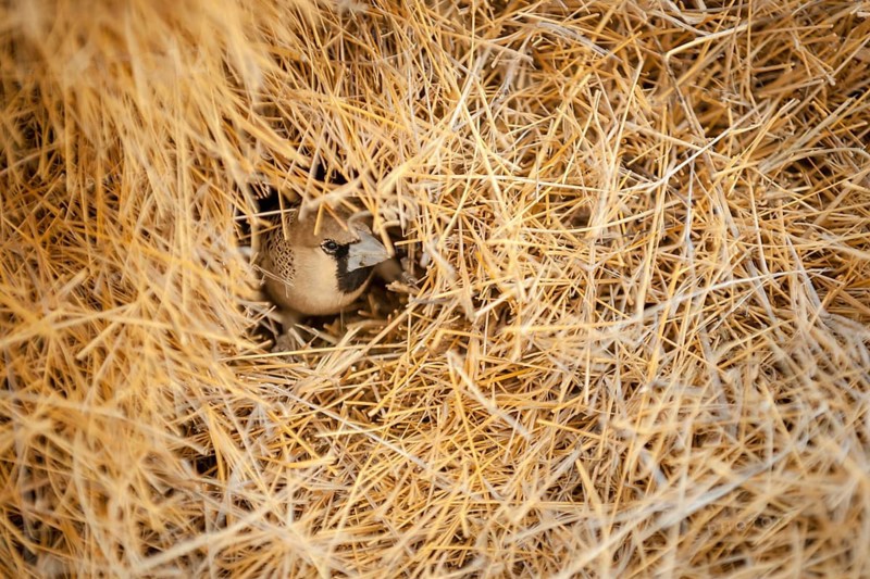 Sociable Weaver (Philetairus socius) at the entrance of its chamber