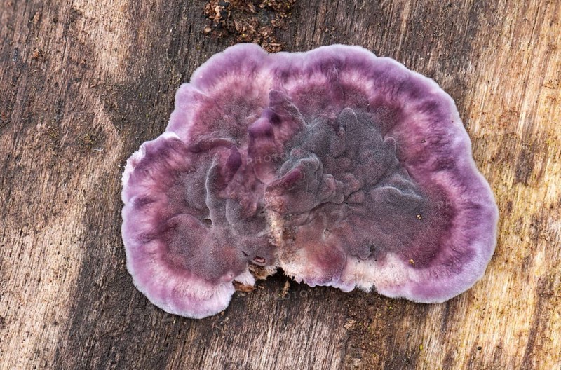 Silverleaf Fungus (Chondrostereum purpureum)