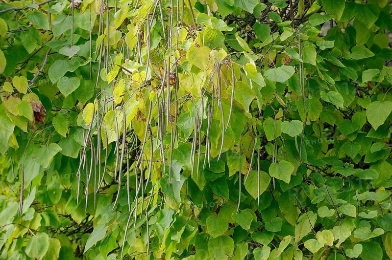 Southern Catalpa
