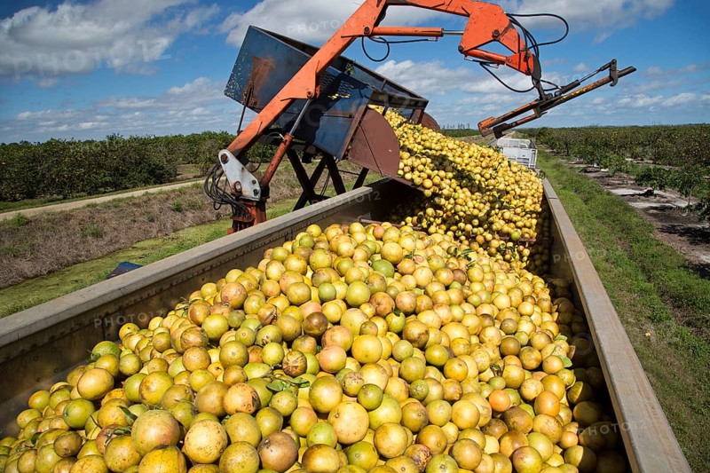 Grapefruit is harvested for juice in the Indian River Citrus District