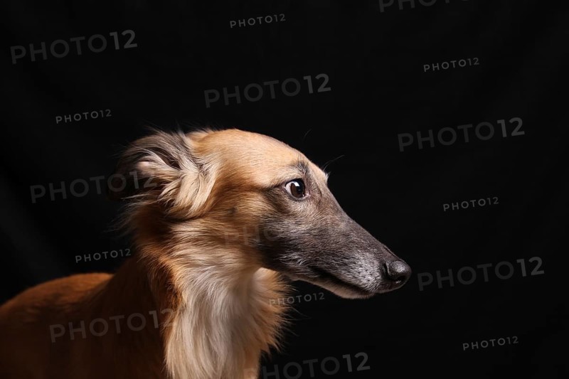 Longhaired Whippet or Silken Windsprite
