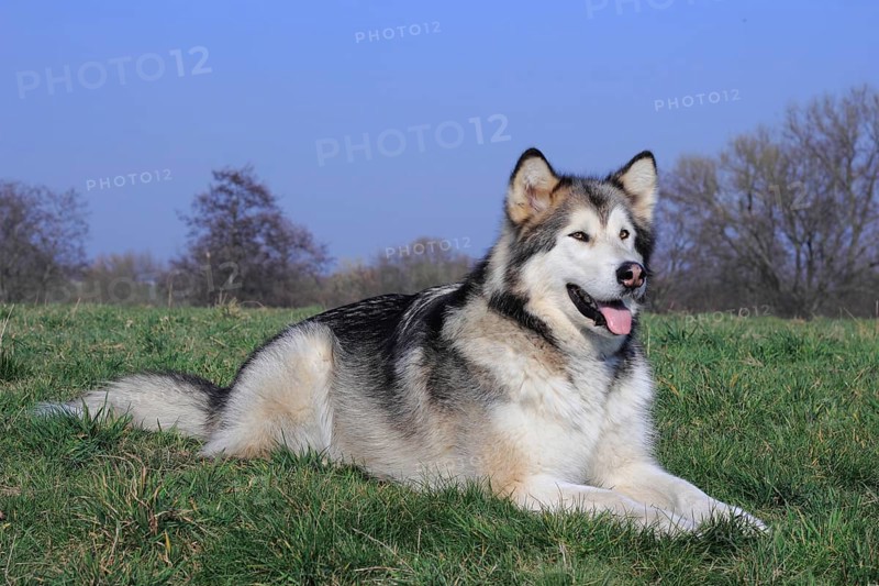 Alaskan Malamute lying on a meadow