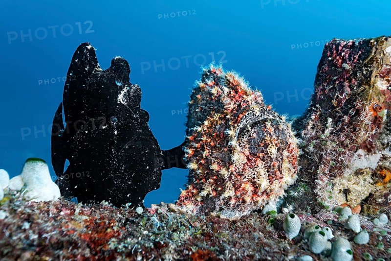 Two Commerson's Frogfish or Giant Frogfish (Antennarius commersonii)