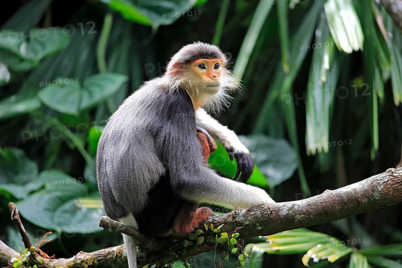 Red-shanked douc (Pygathrix nemaeus)