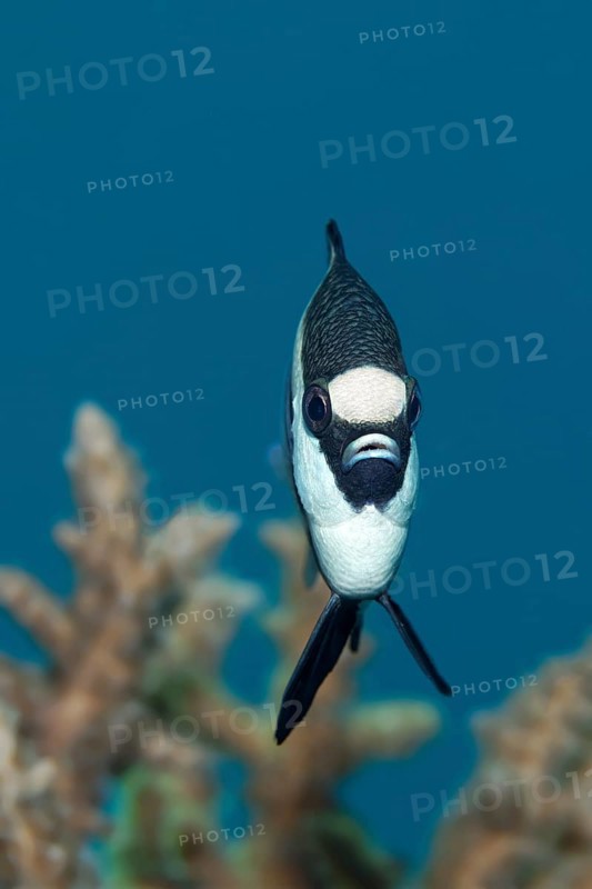 Whitetail dascyllus (Dascyllus aruanus)