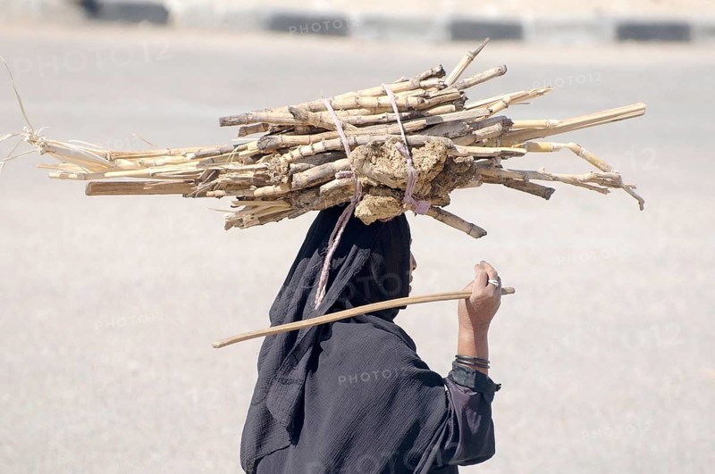 Bedouin woman carrying sugarcane on her head