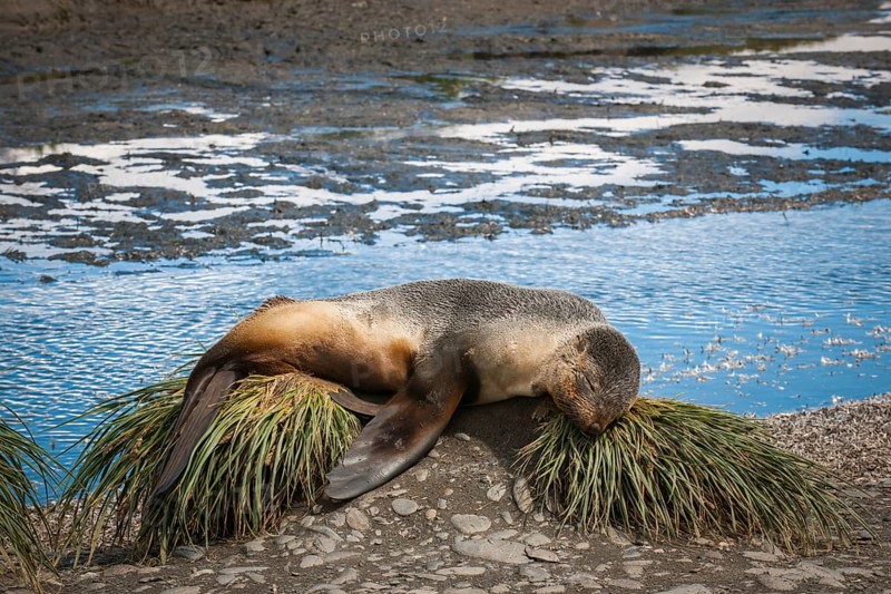 Antarctic Fur Seal (Arctocephalus gazella) resting on tussock grass