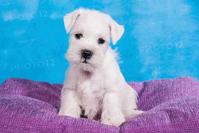 White Miniature Schnauzer