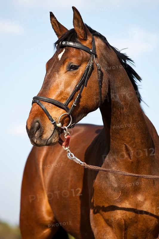 Austrian Warmblood