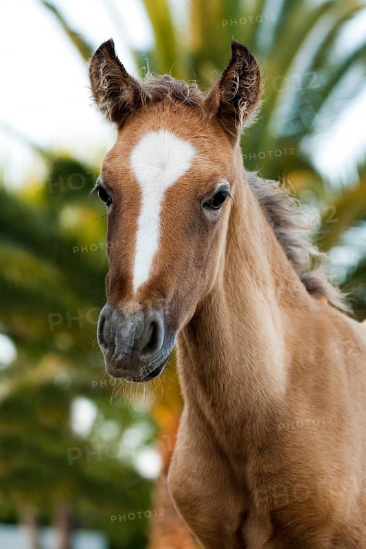 Lusitano horse