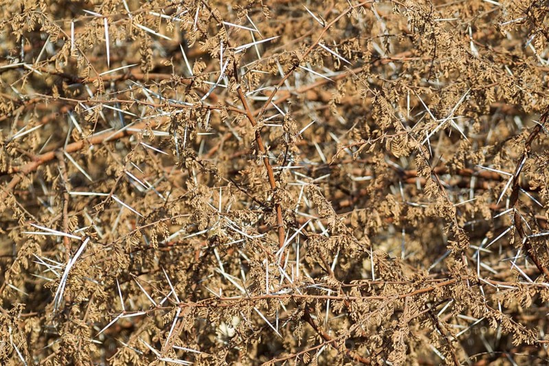 Dried up acacia branches