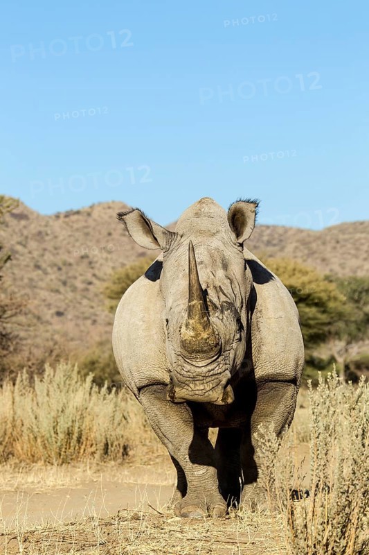 White Rhinoceros (Ceratotherium simum)