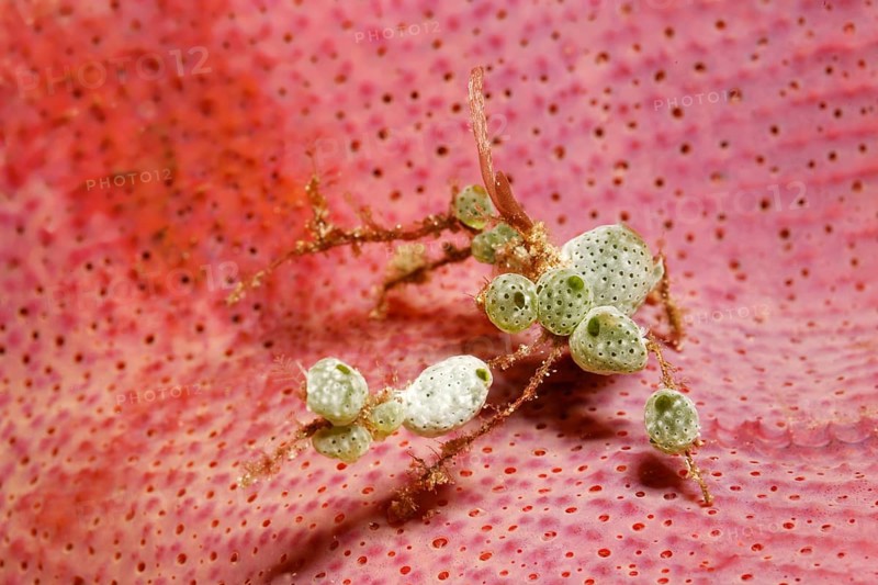 Spider Crab (Achaeus sp.) with decorations