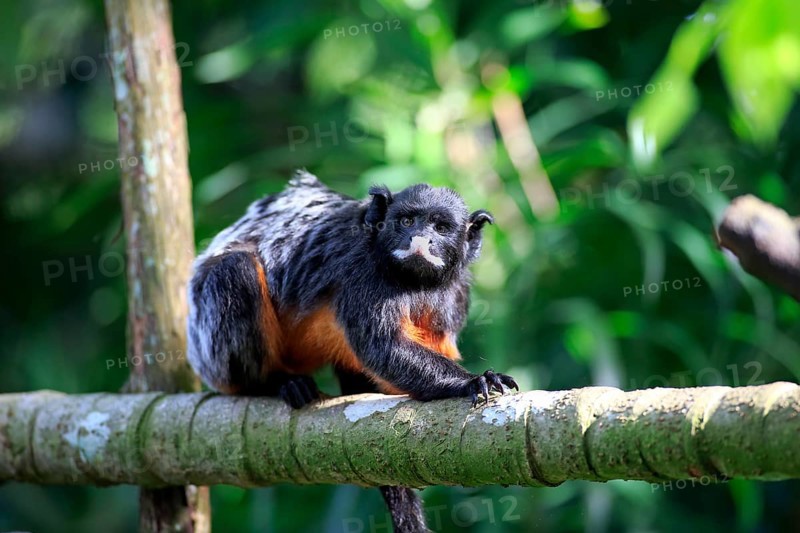 Red-chested Moustached Tamarin (Saguinus labiatus)