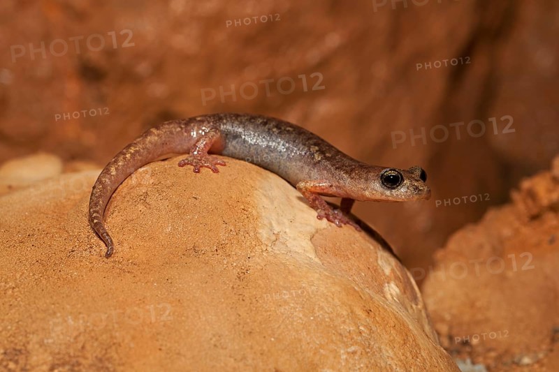 Brown cave salamander (Atylodes genei)