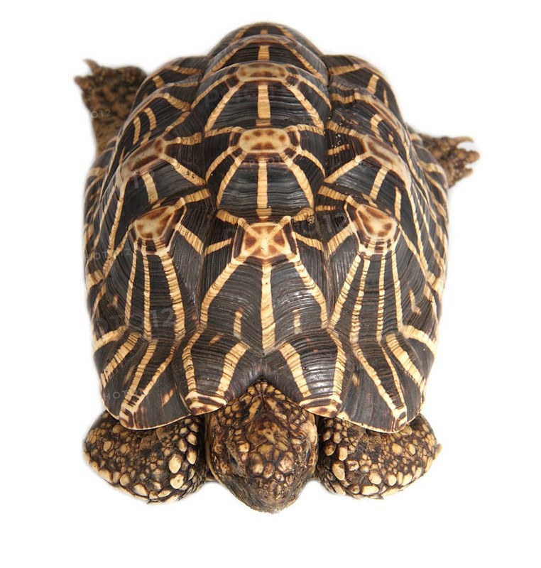 Indian Star Tortoise (Geochelone elegans)