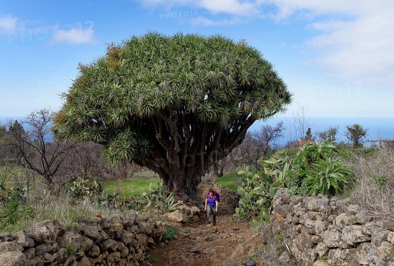 Canary Island Dragon Tree (Dracaena draco)