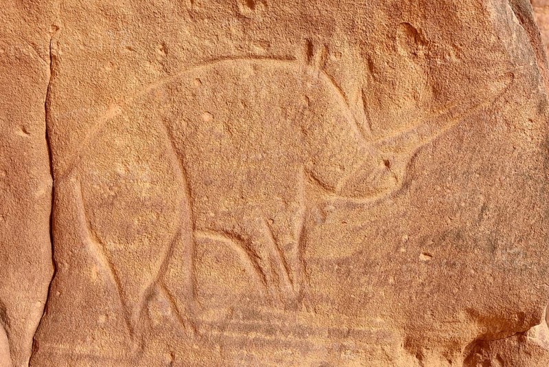 Rock engraving of a rhino