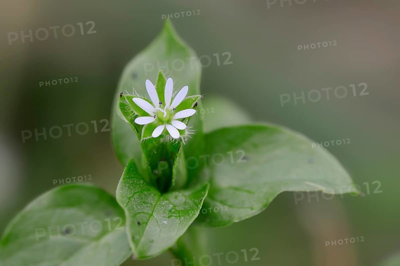 Common Chickweed (Stellaria media)