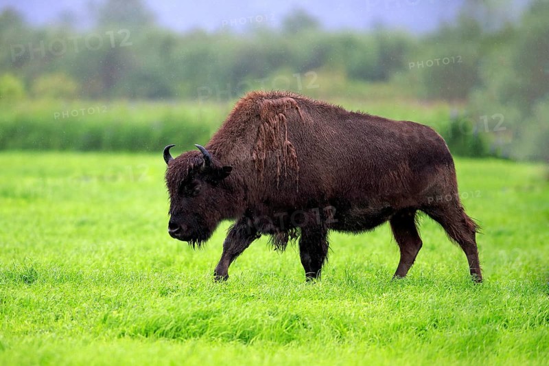 Wood bison (Bison bison athabascae) adult