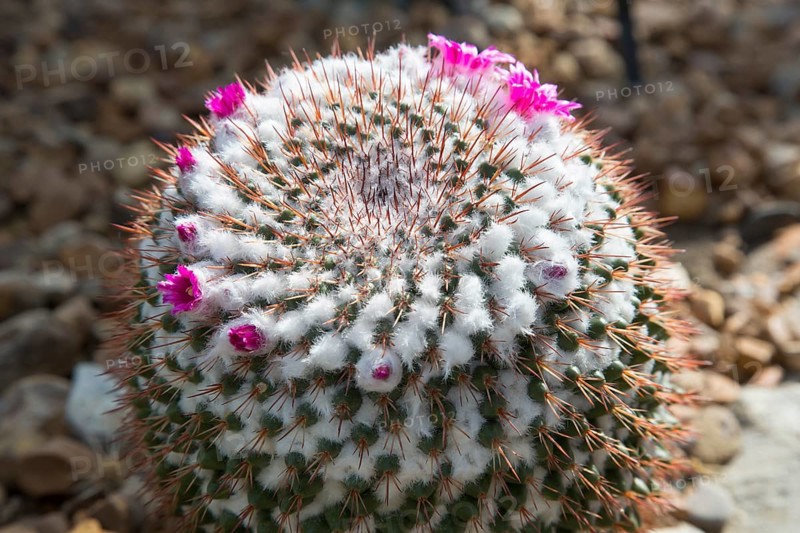 A cactus (Cactaceae) in bloom in the Desert House at the University of Michigan's Matthaei Botanical Gardens