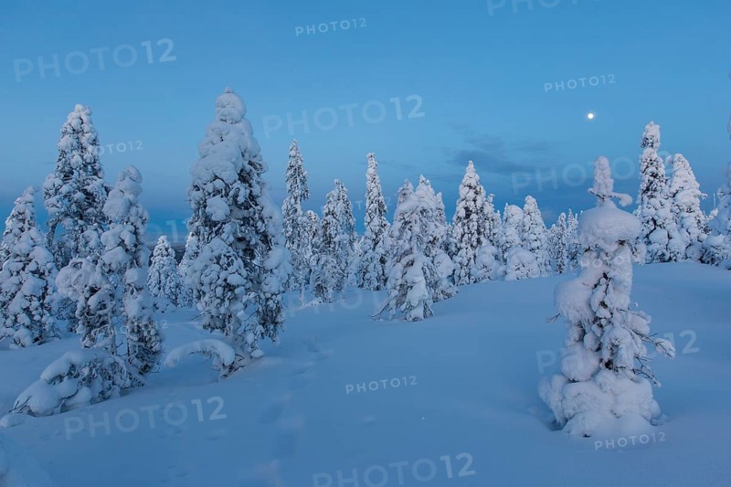 Finnish winter forest at twillight