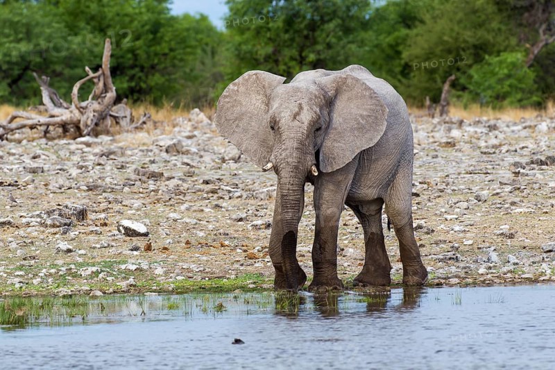 African Elephant (Loxodonta africana)