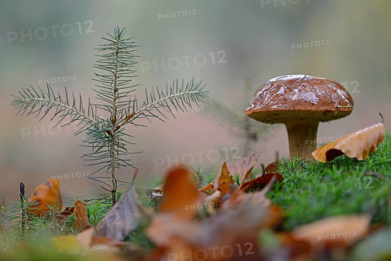 Bay Boletus or Bay Bolete (Xerocomus badius)