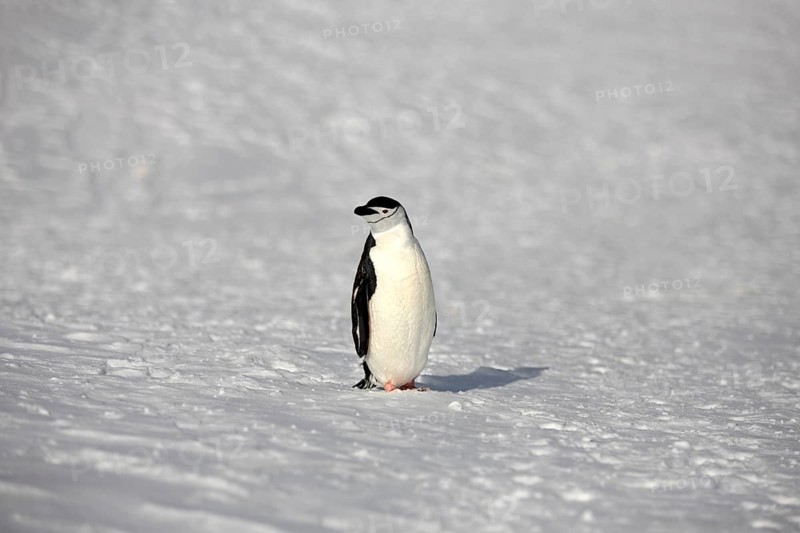 Chinstrap Penguin (Pygoscelis antarctica)