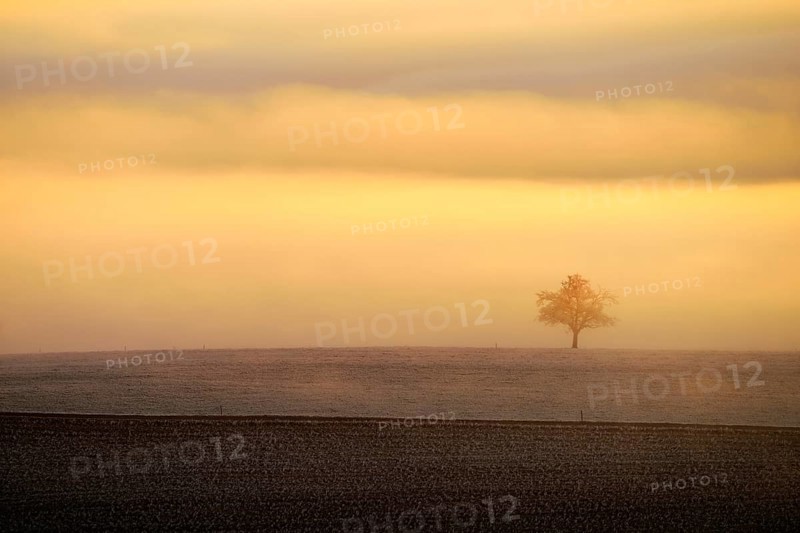 Tree in winter landscape in the fog