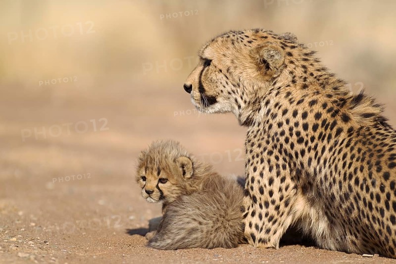 Cheetah (Acinonyx jubatus)