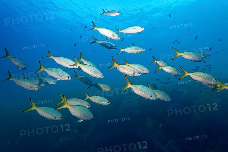 A shoal of Fusiliers (Caesio sp.)
