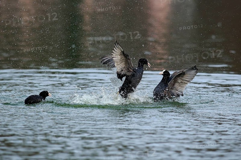 Eurasian Coot (Fulica atra)