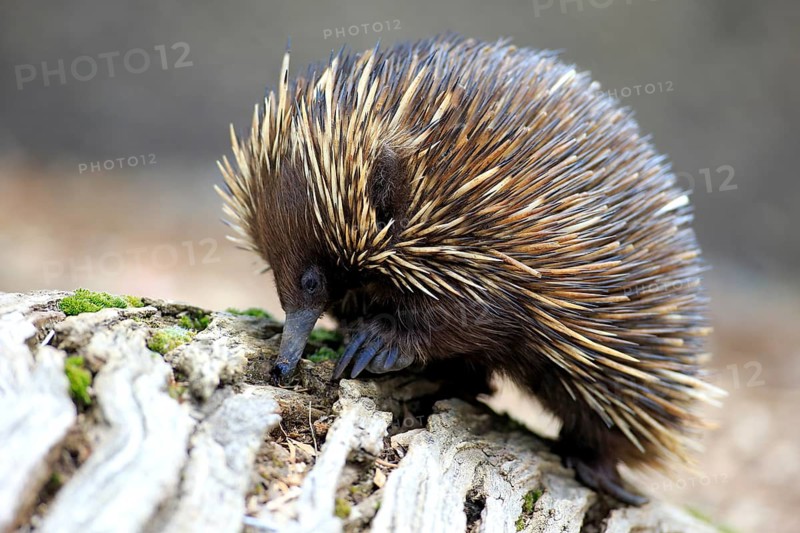 Short-beaked Echidna (Tachyglossus aculeatus) adult