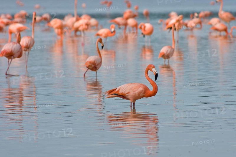 American flamingos (Phoenicopterus ruber)