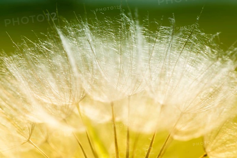 Meadow Salsify (Tragopogon pratensis)