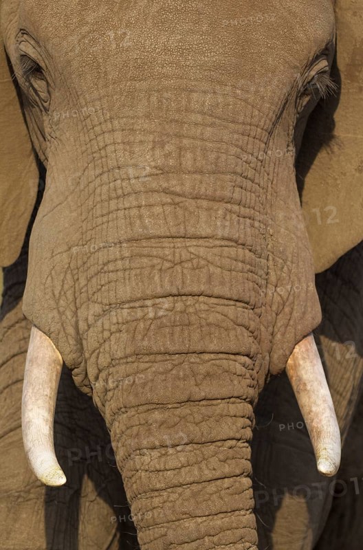 African Elephant (Loxodonta africana)